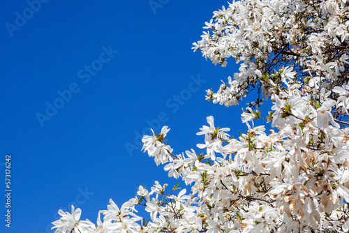 White magnolia and blue sky in spring. Floral background. Flowering trees. Nature. Copy space. Yulan magnolia denudata flowers in bloom. Spring flower background.