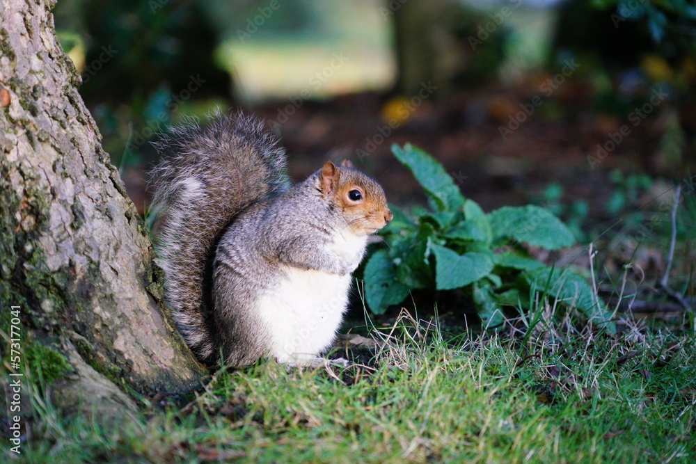 squirrel in the park squirrel in the park