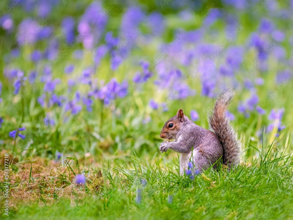 Fototapeta premium Grey squirrel Sciurus carolinensis