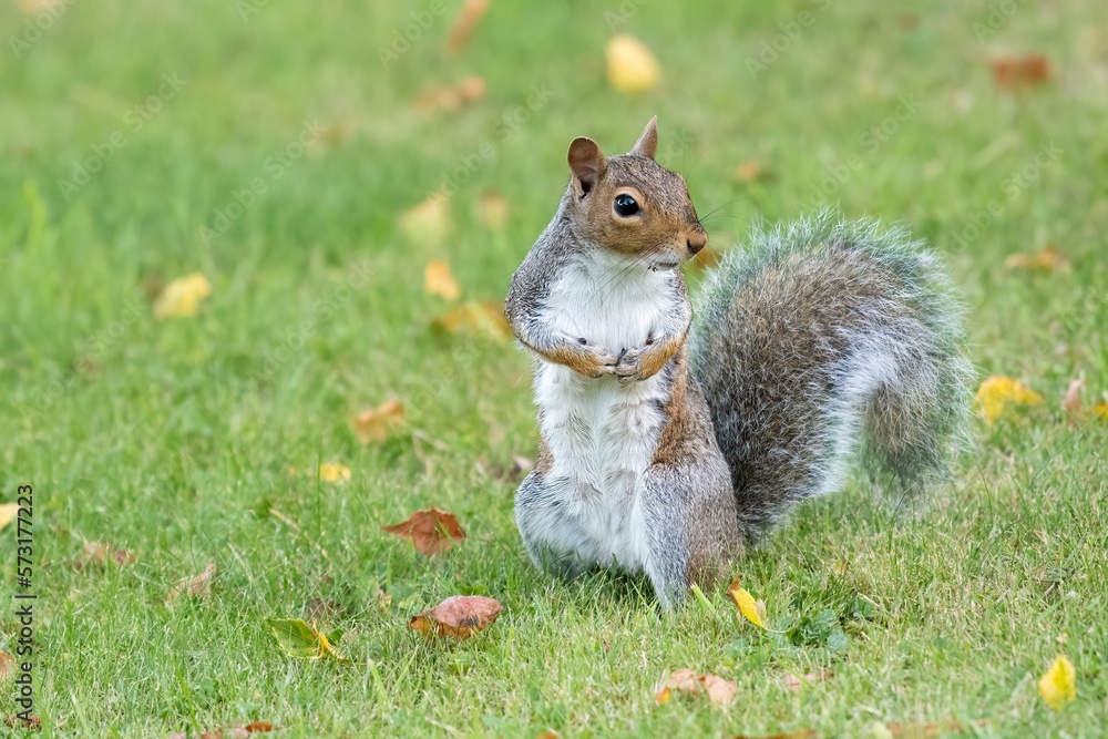Grey squirrel Sciurus carolinensis Grey squirrel Sciurus carolinensis