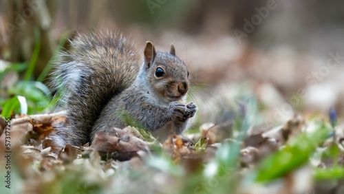 Grey squirrel Sciurus carolinensis photo
