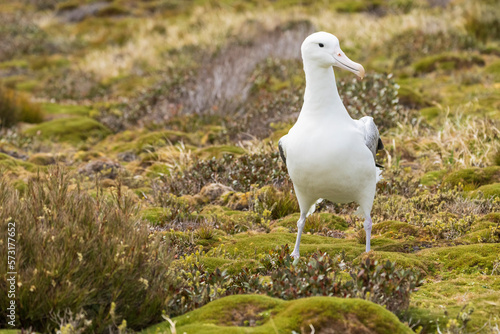 Southern royal albatross (Diomedea epomophora) photo