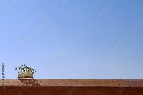 Una placa Petri con semillas germinadas sobre el borde de un balcón, bajo un cielo azul