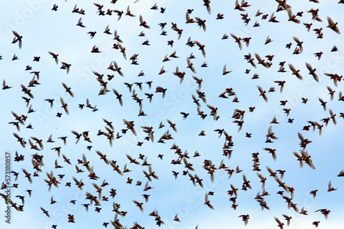 Canvas Print A flock of starling birds Sturnus vulgaris showing multiple birds in motion
