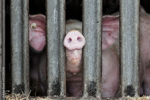 Pig standing in a stable and pressing snout between metal bars of enclosure