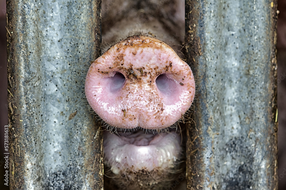 Snout of a pig between metal bars in a stable - animal cruelty in livestock farming for cheap meat