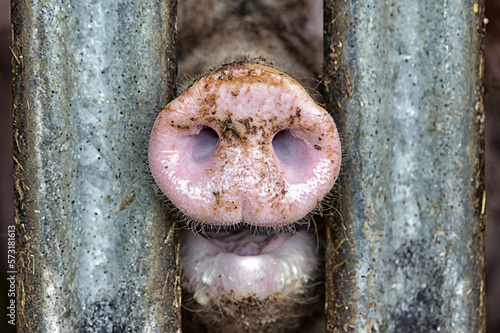 Obraz na płótnie Snout of a pig between metal bars in a stable - animal cruelty in livestock farming for cheap meat w salonie
