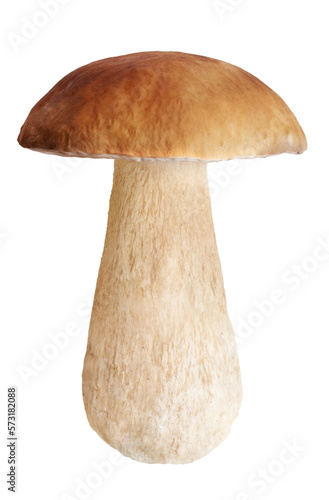 Boletus mushroom isolated. PNG transparency