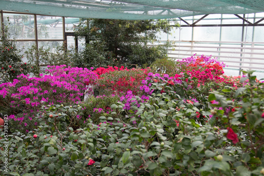 Blooming of multi-colored Azalea bushes in the Botanical Garden of the city of Kyiv. Ukraine Blooming of multi-colored Azalea bushes in the Botanical Garden of the city of Kyiv. Ukraine