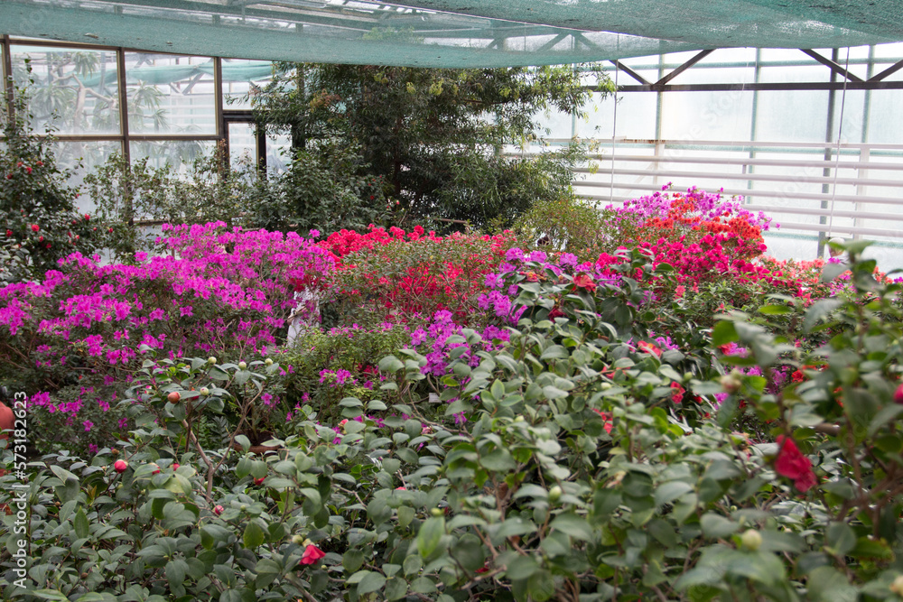 Blooming of multi-colored Azalea bushes in the Botanical Garden of the city of Kyiv. Ukraine