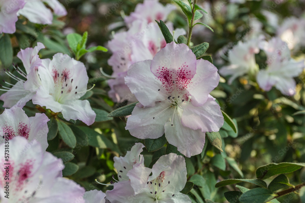 Azalea blooming in the garden. White flowers on a bush. Azalea blooming in the garden. White flowers on a bush.