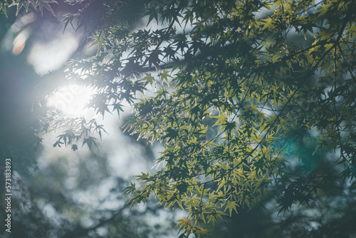 green maple leaves under sunlight © Ran