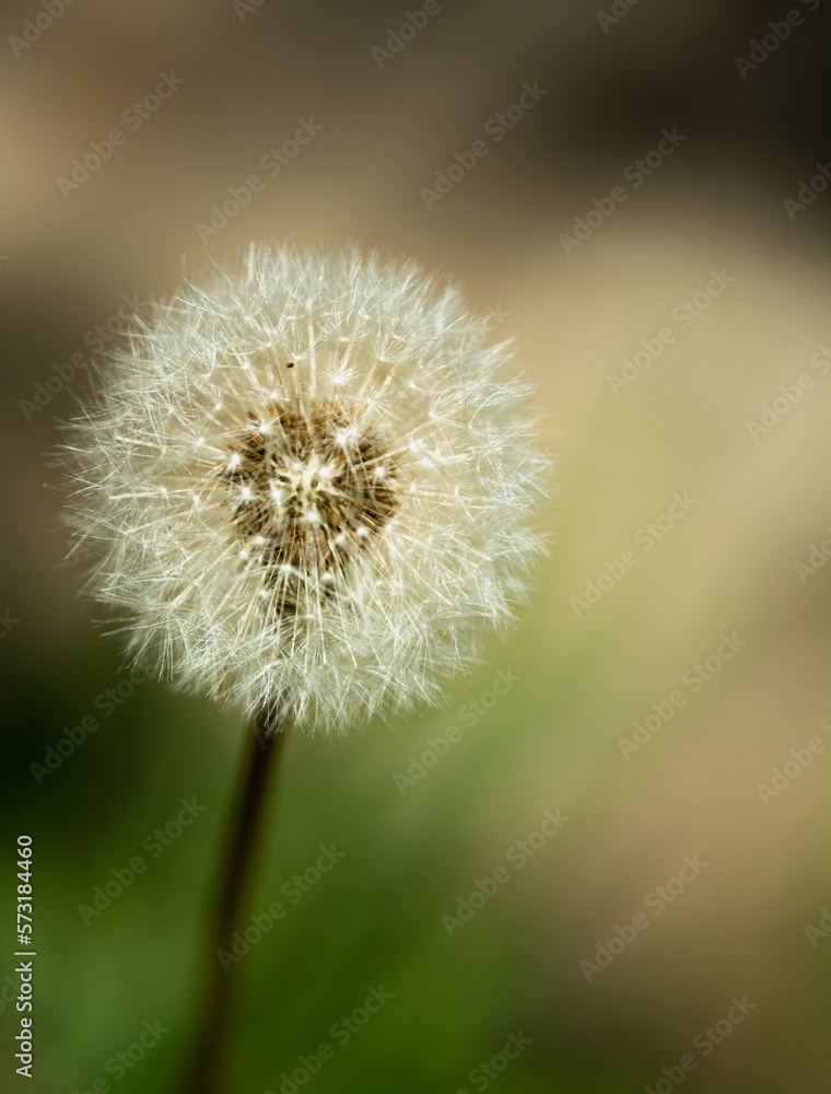 Fototapeta premium Gros plan de graines de pissenlits