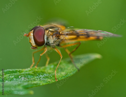 fly on leaf © matyi012345