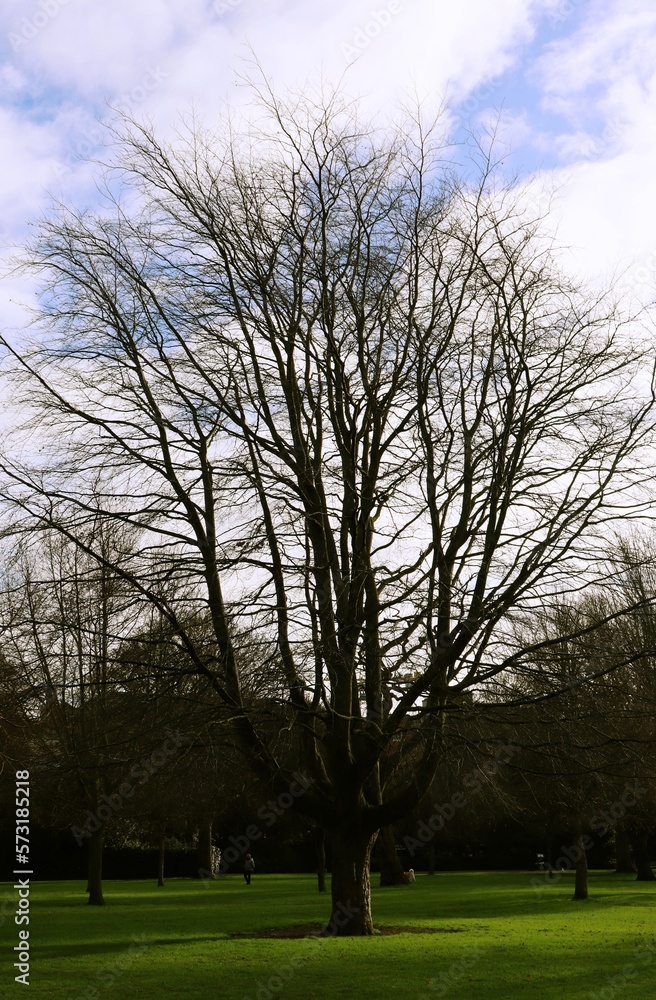 Obraz premium trees in the park