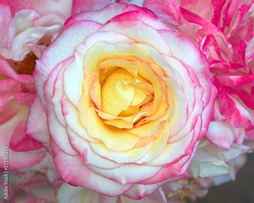 A bright pink - white rose flower top view closeup as a natural, romantic background.