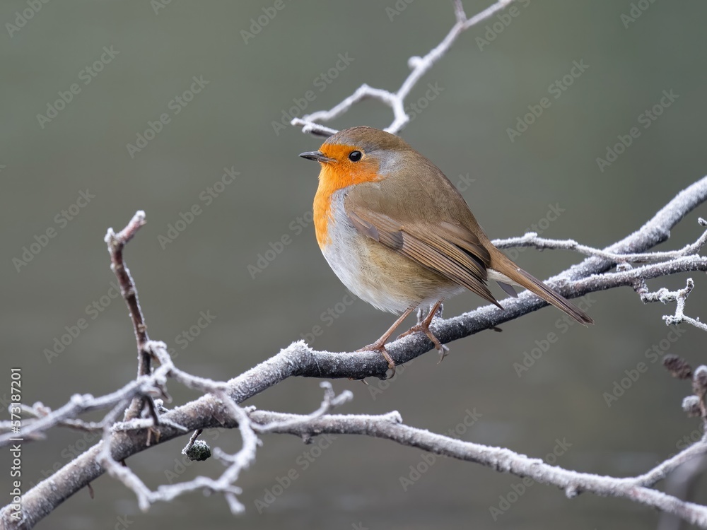 Robin /Erithacus rubecula Robin /Erithacus rubecula