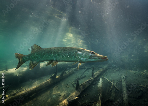 Nordic pike swimming in shady shore water