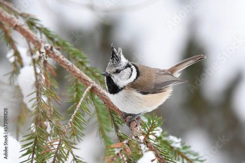 European crested tit (Lophophanes cristatus) sitting on a snowy spruce branch in winter.