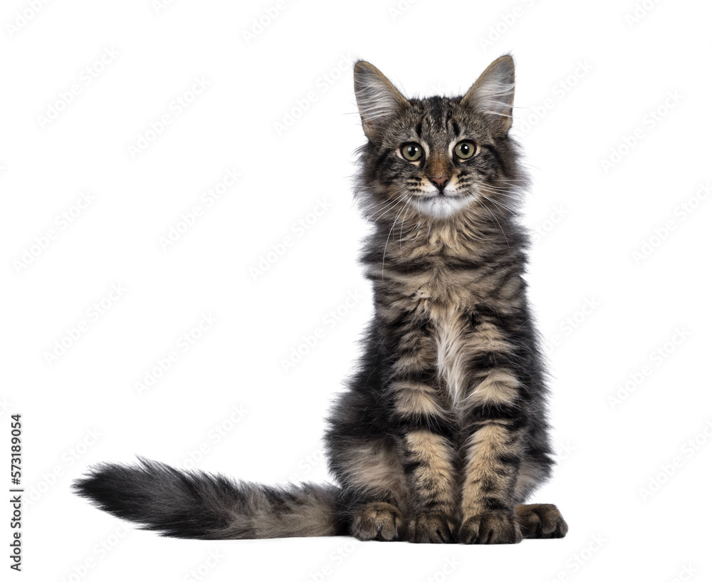 Cute young black tabby blotched Norwegian Forestcat kitten, sitting facing front. Looking with green brown eyes towards camera. Isolated cutout on transparent background.