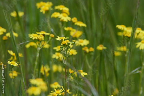 Jakobs-Greiskraut (Senecio jacobaea) 