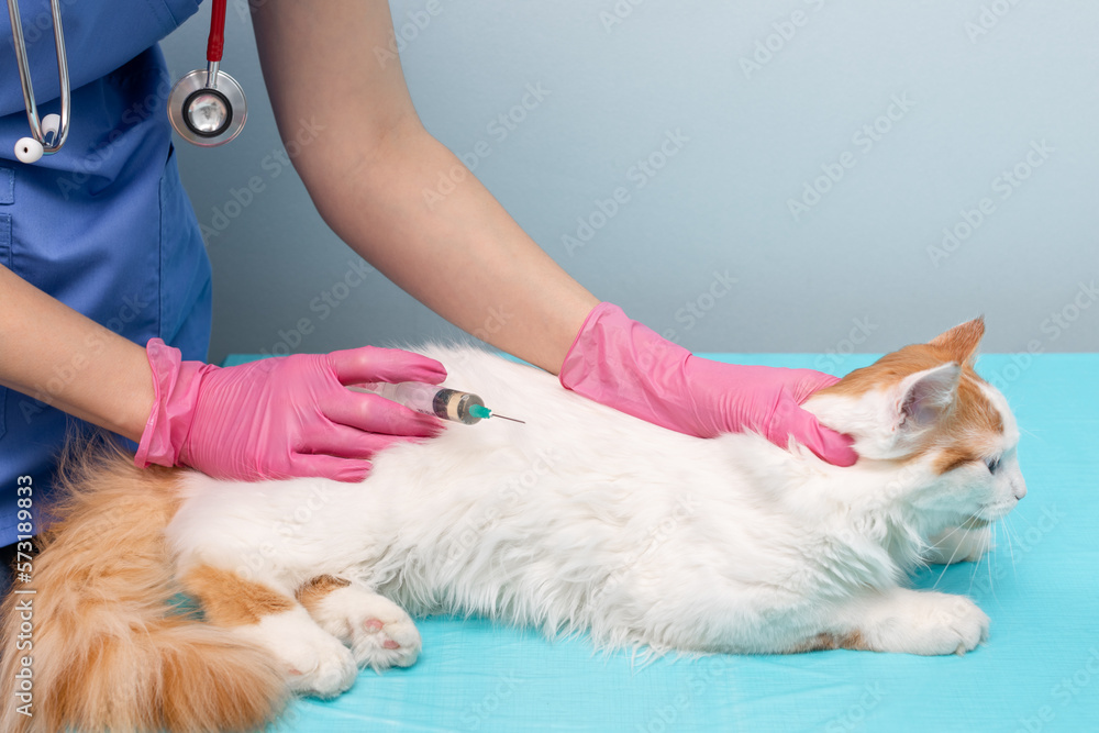 veterinarian giving an injection to a cat.