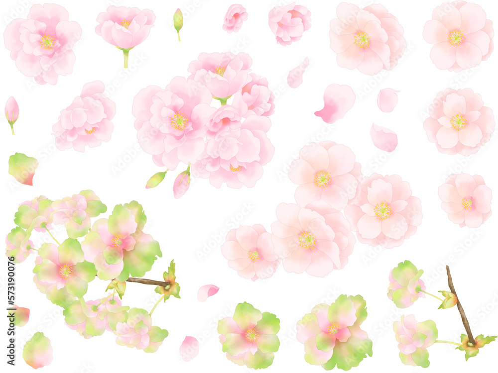 手描き水彩調の八重桜の素材セット