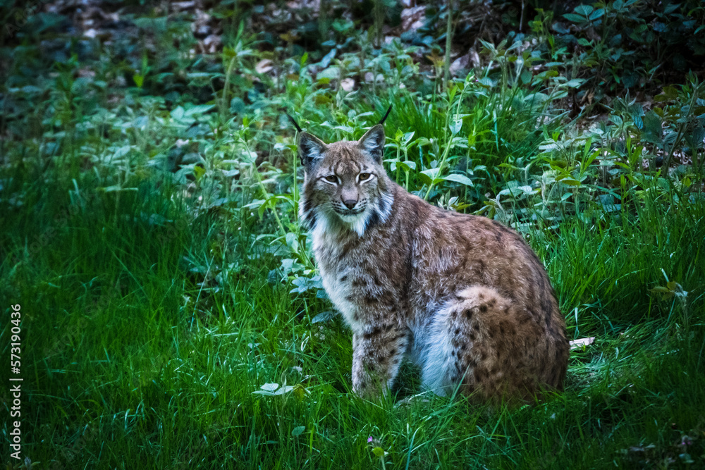 Obraz premium male lynx in the run