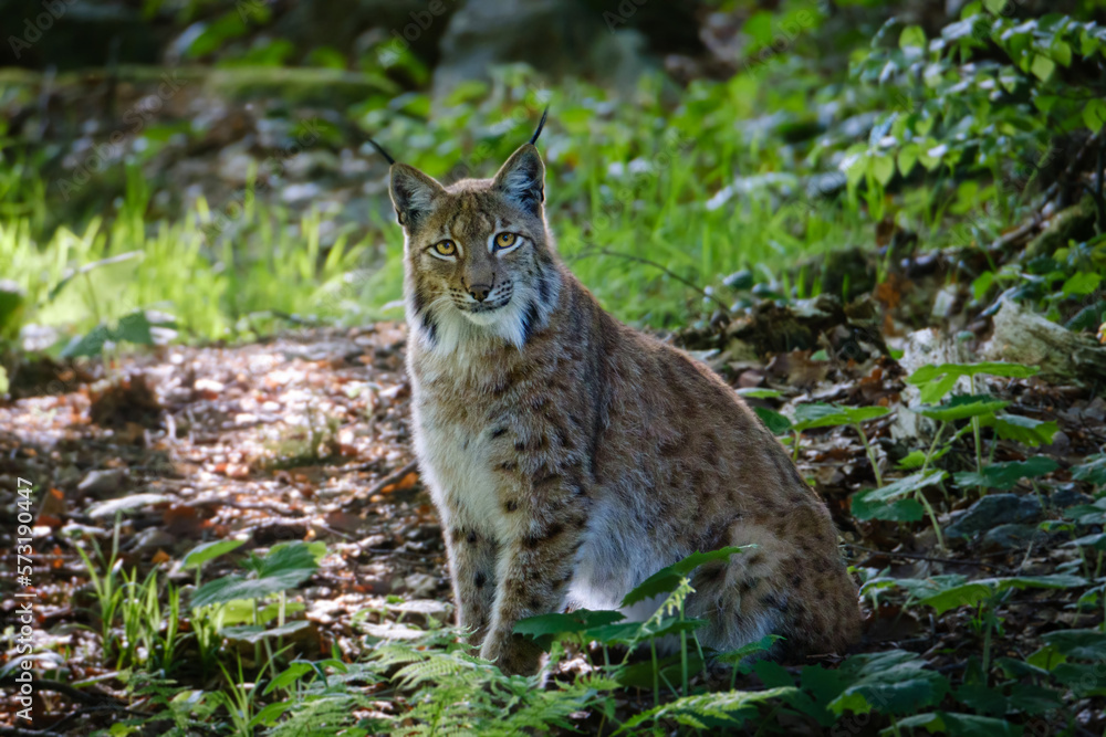Fototapeta premium male lynx in the run