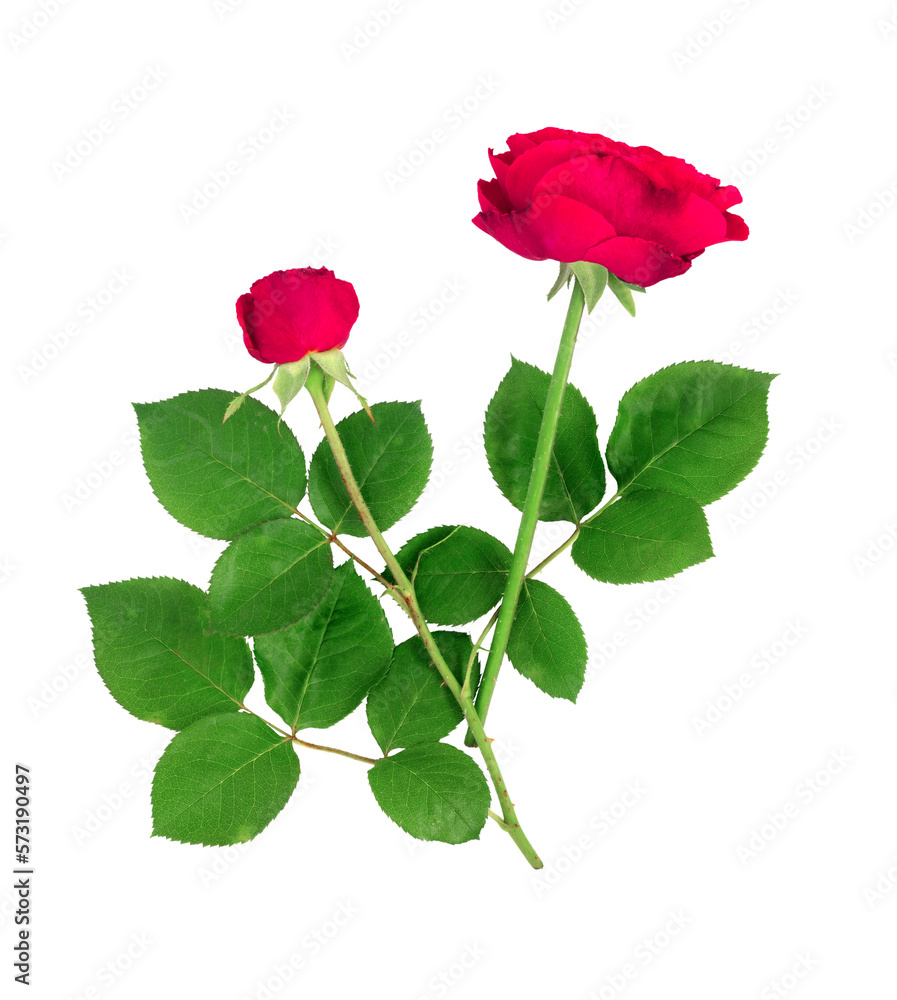Bouquet of beautiful red roses on a white isolated background. Bouquet of beautiful red roses on a white isolated background.