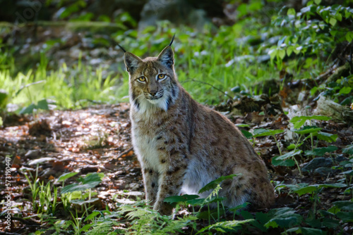 Fototapeta Naklejka Na Ścianę i Meble -  male lynx in the run