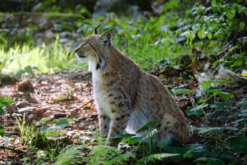 male lynx in the run