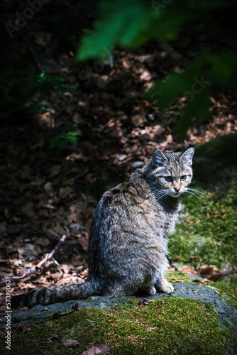 female wild cat in the forest