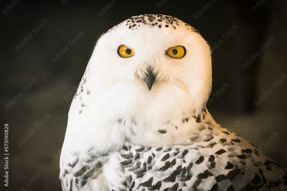 Fototapeta premium portrait of owl in the nature in bavarian forest