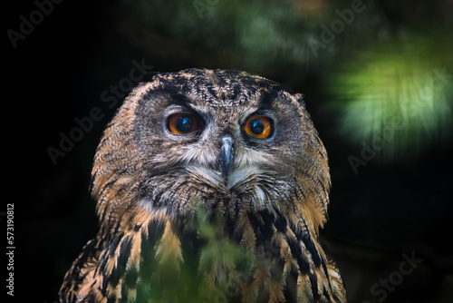 portrait of owl in the nature in bavarian forest
