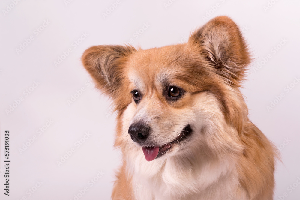 Portrait of a cute red welsh corgi pembroke on white. Adorable obedient dog closes up.