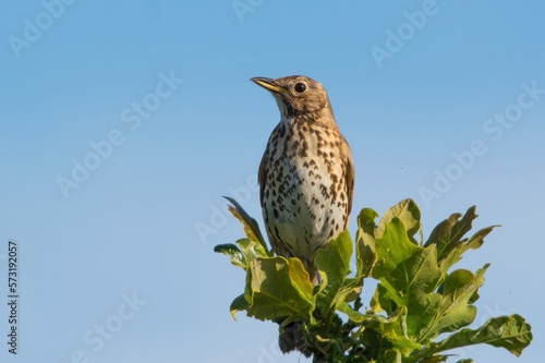 Photography Song thrush /Turdus philomelos