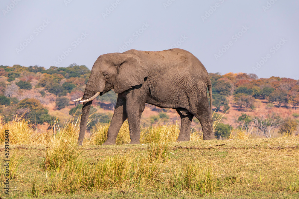African elephant grazing in the fields of the national reserve on the Chobe River. Botswana