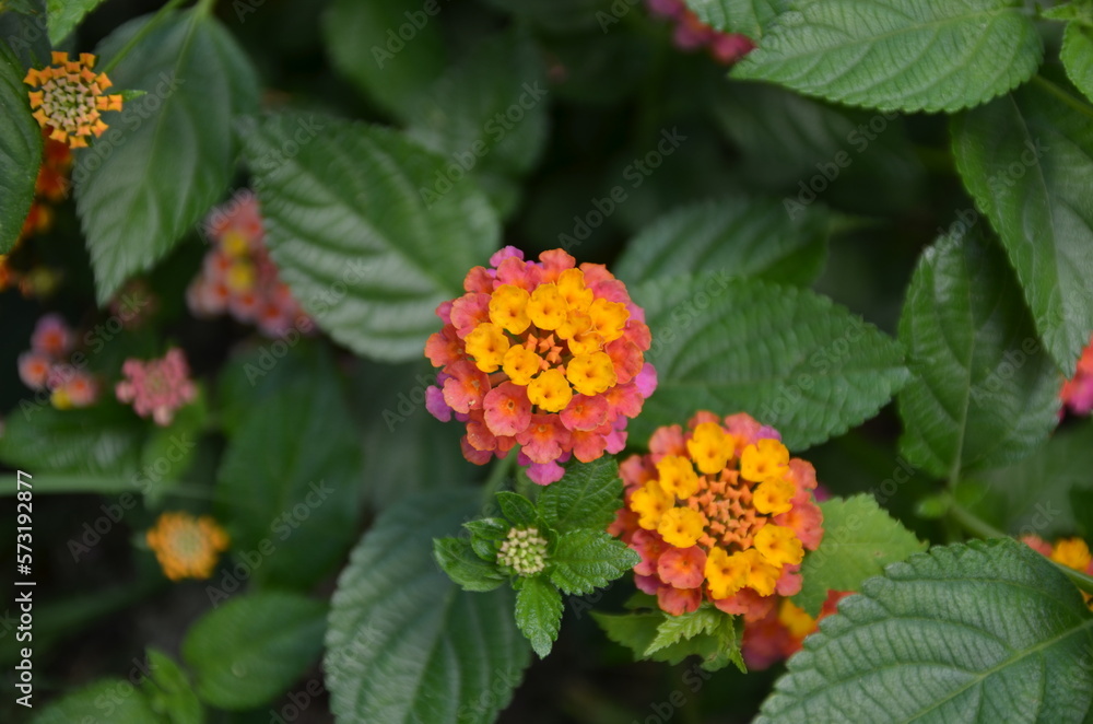 Lantana is starting to bloom Lantana is starting to bloom