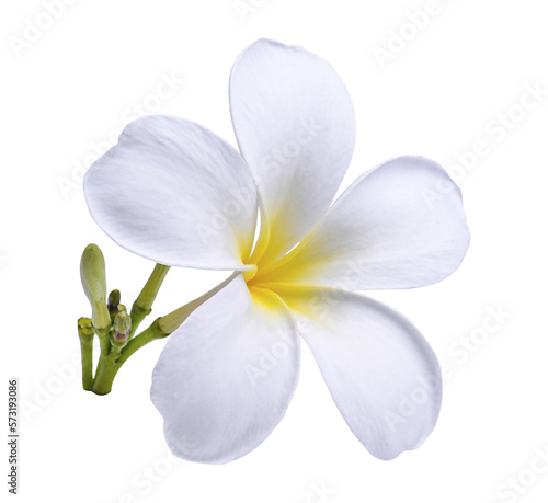 plumeria, frangipani flowers ;hawai flower isolated on  transparent...