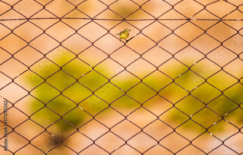 Little yellow bird in the fence