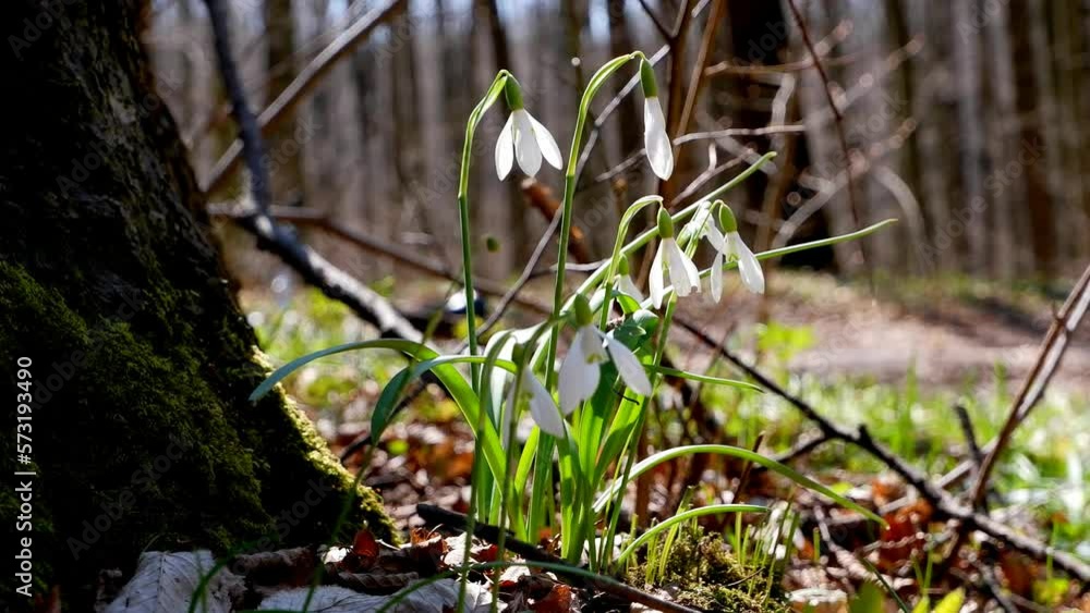 common snowdrop blossom grow at tree trunk in moss, sun flare backlight sunny forest meadow, symbol of spring seasonal awaken, beauty of nature ecosystem, blurred background, pagan ritual herb common snowdrop blossom grow at tree trunk in moss, sun flare backlight sunny forest meadow, symbol of spring seasonal awaken, beauty of nature ecosystem, blurred background, pagan ritual herb