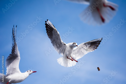 Seagulls in the food race
