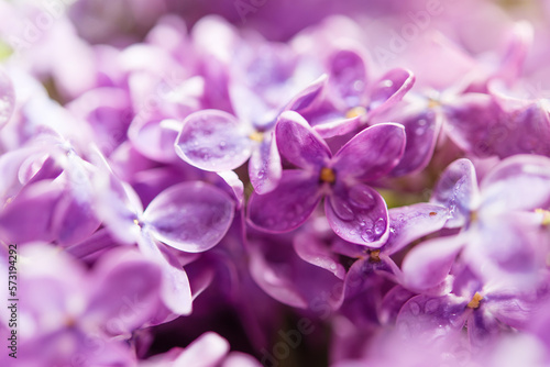 Macro image of spring soft violet lilac flowers, natural seasonal floral background. 