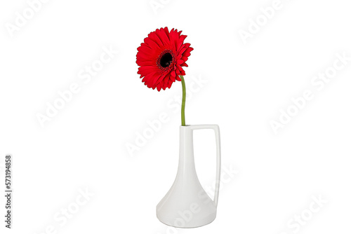 Red gerbera flower in a smal glass vase. White background. Copy space.
