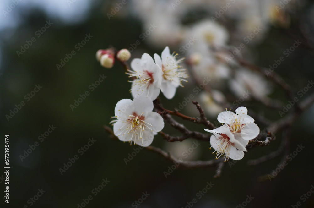 plum blossoms in spring plum blossoms in spring