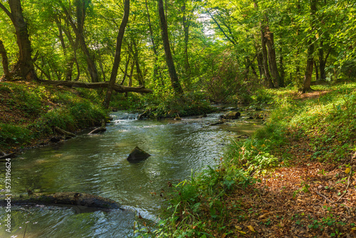 River with clear water in the green forest
