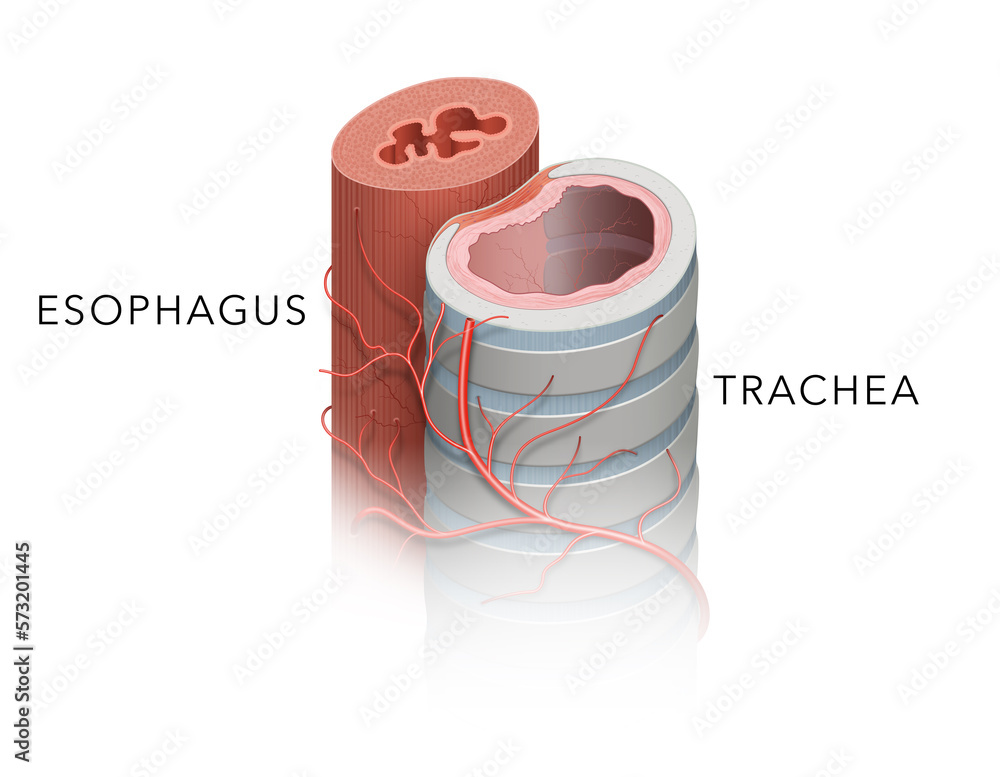 Anatomy Of Trachea And Esophagus Stock Illustration Adobe Stock anatomy-of-trachea-and-esophagus-stock-illustration-adobe-stock