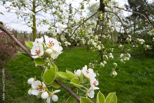 Fruitbomen; Orchards photo