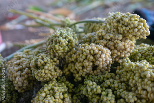Picture of heap of jowar, sorghum, hurda crop kept on the ground. Cereal,  food grain, raw, harvest, agriculture, yield, product, roast, bajra, roti, bhakri, chapati, carbohydrate, Maharashtra, India.